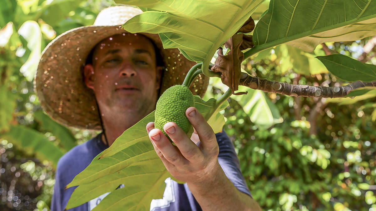 Patrick Garvey admires a breadfruit tree growing at Grimal Grove in Big Pine Key.